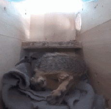 Humour - Fun Animaux Marmottes 01 