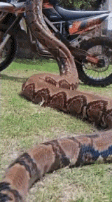 Humor - Fun Animales Serpientes 01 