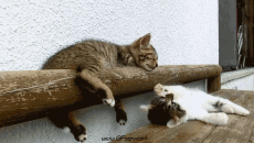 Humor -  Fun Animals Cats 03 