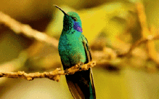 Umorismo -  Fun Animali Uccelli Colibrì 