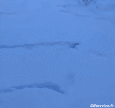 Humour - Fun Animaux Oiseaux Divers 02 