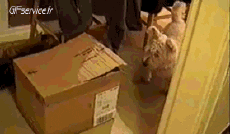 Humor -  Fun Animals Cats 05 