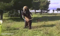 Humor -  Fun Animals Bears 01 