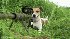 Humor -  Fun Animals Squirrels 01 