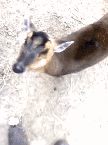 Humor -  Fun Animals Deer - Fawn 01 
