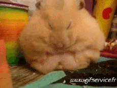 Humor -  Fun Animals Hamster 01 