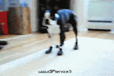 Umorismo -  Fun Animali Cani 01 