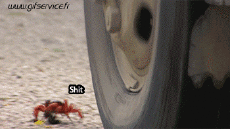 Humour - Fun Animaux Crabes 01 