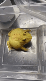 Humor -  Fun Animals Frogs 01 