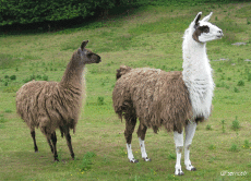 Humour - Fun Animaux Lama Serie 01 