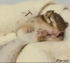 Humor - Fun Animales Ardillas 01 