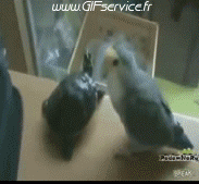Humor -  Fun Animals Birds Parakeet Parrot 