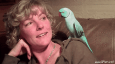 Humour - Fun Animaux Oiseaux Pérroquet Péruche 
