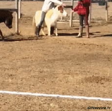 Humor -  Fun Animals Horses Serie 02 