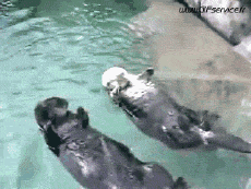 Humor -  Fun Tiere Otters 01 