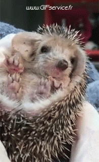 Humor -  Fun Animals Hedgehogs 01 