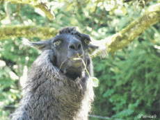 Humor -  Fun Tiere Lama 01 