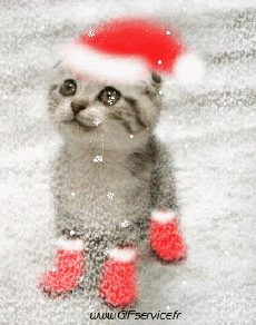 Humor -  Fun Tiere Katze 02 