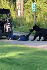 Humor -  Fun Animals Bears 01 