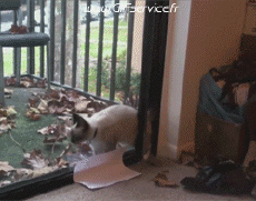 Humor -  Fun Tiere Katze 03 