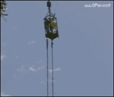 Umorismo -  Fun Animali Coccodrilli - Caimano 01 