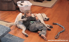 Humor -  Fun Tiere Hunde 01 