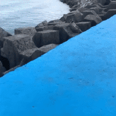 Humour - Fun Animaux Raton Laveurs Serie 01 