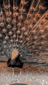 Humor - Fun Animales Pájaros Pavo real 