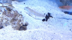 Humor -  Fun Animals Fish 01 