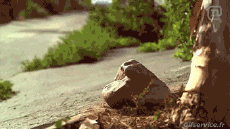 Humor -  Fun Sports Skateboard Free Style Fun - Win 01 