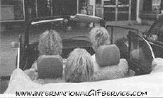 Humour - Fun Animaux Chiens Serie 01 