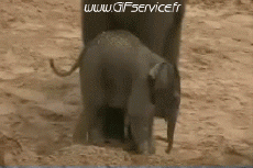 Humour - Fun Animaux Eléphants 01 