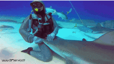 Humor - Fun Animales Tiburones 01 