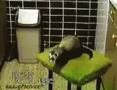 Umorismo -  Fun Animali Furetti 01 