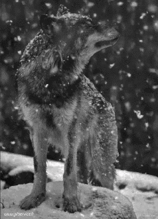 Humour - Fun Animaux Loup 01 