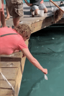 Humour - Fun Animaux Oiseaux Pélicans 