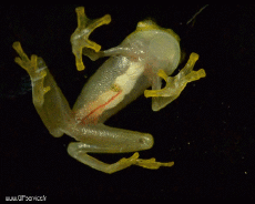 Humor - Fun Animales Ranas 01 