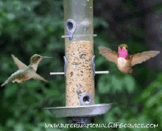 Humor -  Fun Animals Birds Various 