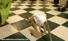 Humor - Fun Animales Canguros 01 