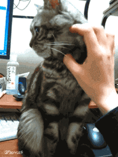 Humor -  Fun Tiere Katze 04 