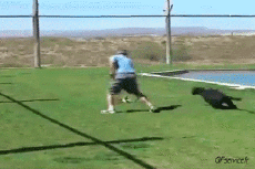 Humor - Fun Animales Panteras 01 