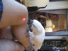 Humor -  Fun Animals Birds Parakeet Parrot 