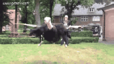 Humor - Fun Animales Avestruces 01 