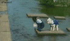 Humour - Fun Animaux Singes Serie 01 