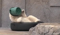 Humor -  Fun Animals Bears 01 