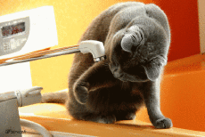 Humor -  Fun Tiere Katze 05 