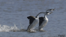 Humour - Fun Animaux Oiseaux Divers 02 