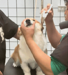 Humor -  Fun Tiere Hunde 04 