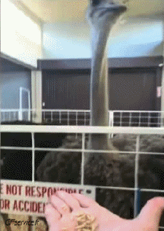 Humor -  Fun Animals Ostriches 01 