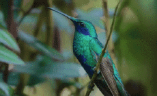 Humour - Fun Animaux Oiseaux Colibri 